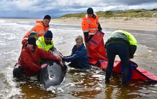 Final whale saved from grim Australia mass stranding