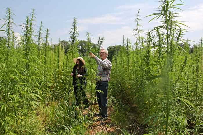 Hemp - The wonder plant, Growing hemp for a 'high' economy