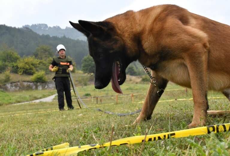 Meet Bosnia's mine detecting heroes: World's best mine-detecting dogs