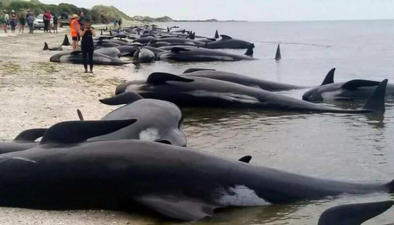 Australia: 108 pilot wales rescued, 15 whales disposed so far