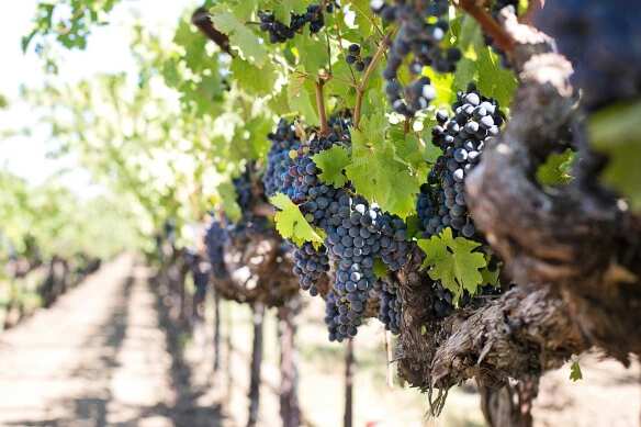 Paris: Vineyards in Ile-de-France witness revival