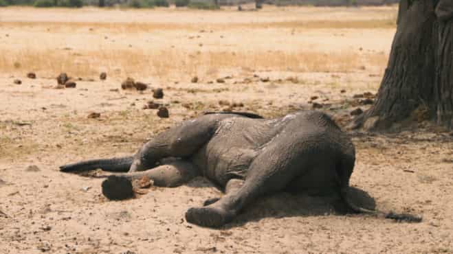 Zimbabwe: Suspected bacterial infection kills 12 more elephants