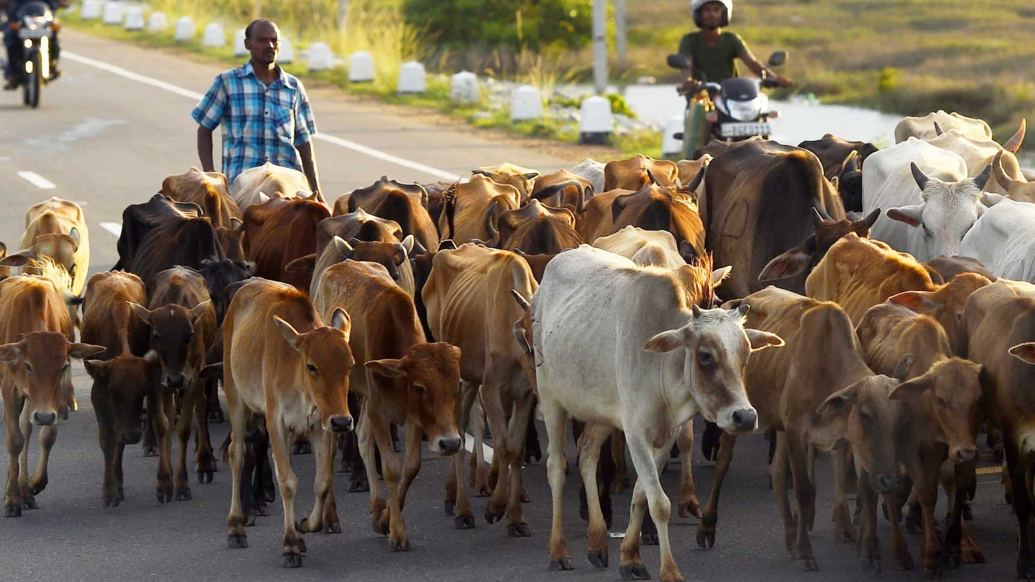 Sri Lanka to soon ban cattle slaughter Sri Lanka to soon ban cattle slaughter