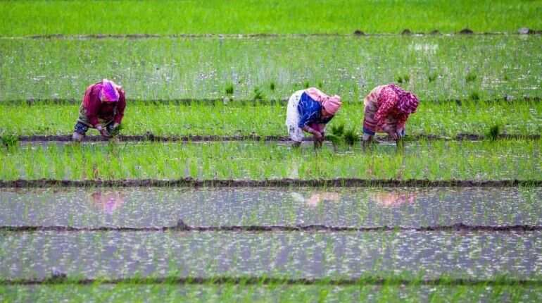 Amid virus & trade wars, China forced to buy rice from India
