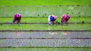Amid virus & trade wars, China forced to buy rice from India