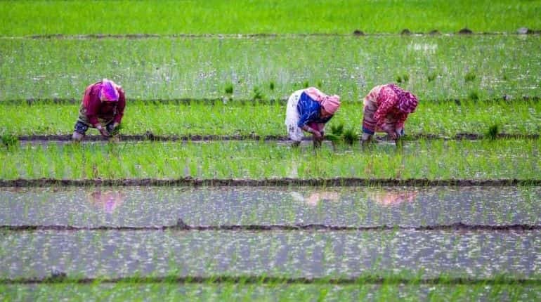 Amid virus & trade wars, China forced to buy rice from India