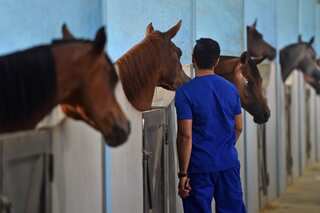 Saudi horses in Al-Ahsa have their own swimming pools