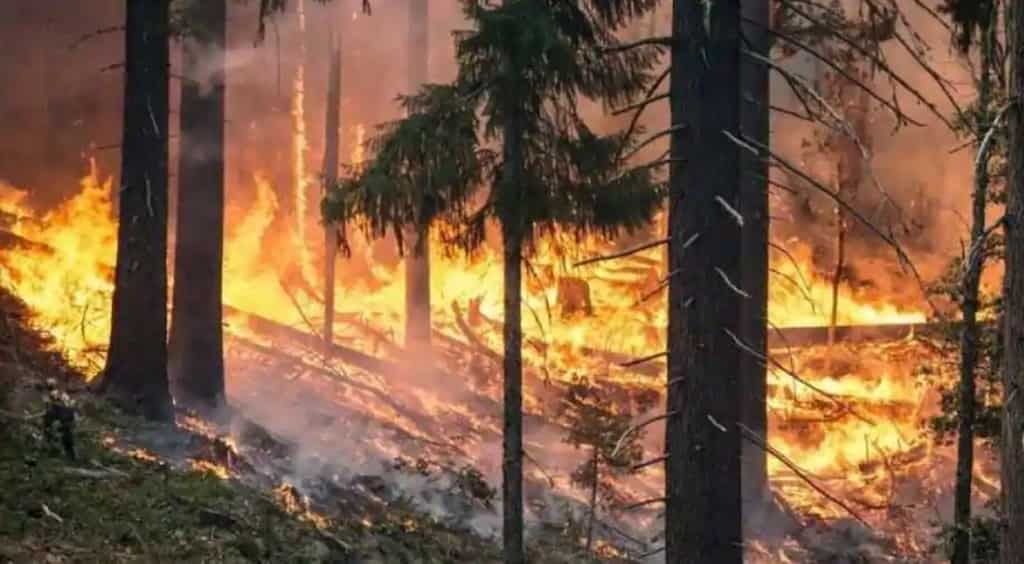 Nine killed, 14 hospitalised in forest fires blazing in eastern Ukraine