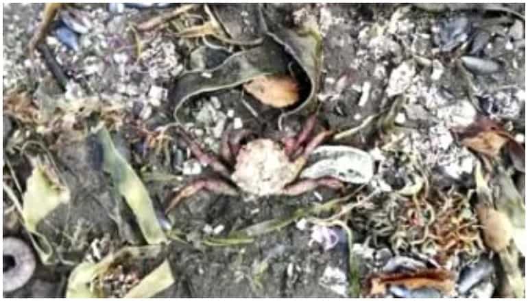 Russia disaster: 95 per cent of sea-floor marine life killed in Avacha Bay, cause unknown Russia disaster: 95 per cent of sea-floor marine life killed in Avacha Bay, cause unknown