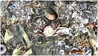 Russia disaster: 95 per cent of sea-floor marine life killed in Avacha Bay, cause unknown