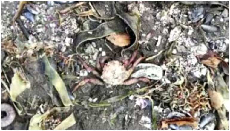 Russia disaster: 95 per cent of sea-floor marine life killed in Avacha Bay, cause unknown