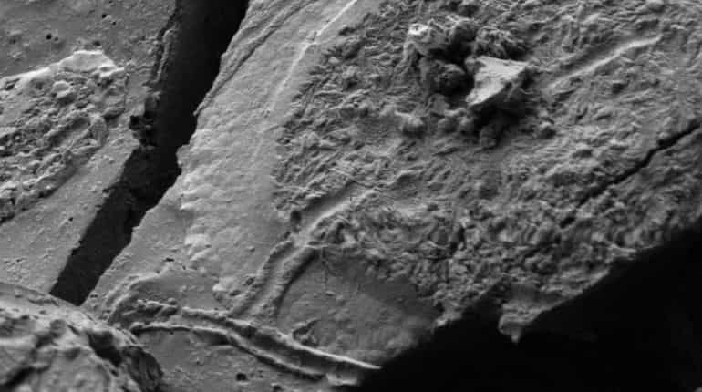 Oldest human brain? Cells of man killed 2,000 years ago found
