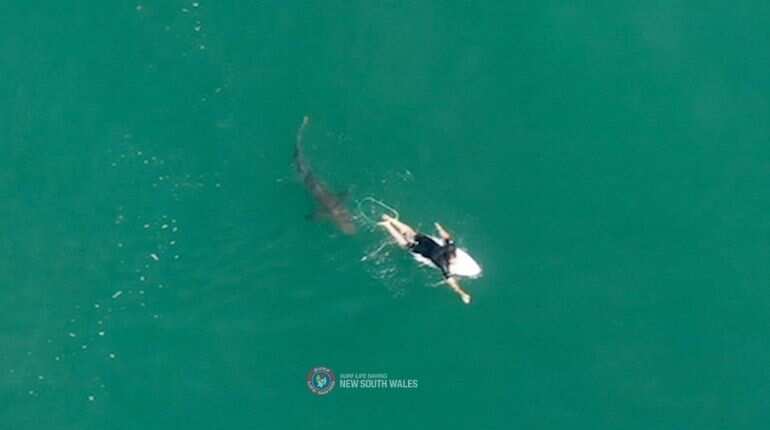 Surfer dies after shark attack in Australia 