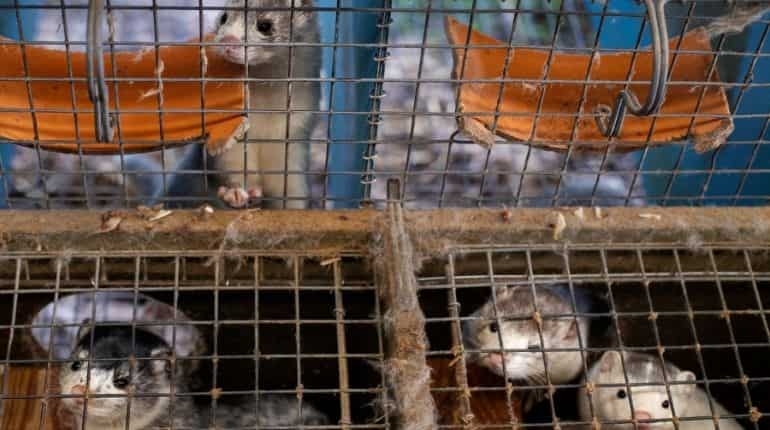 Battle over mink fur almost brings down the Polish government Battle over mink fur almost brings down the Polish government