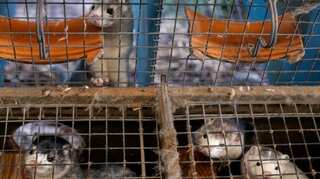 Battle over mink fur almost brings down the Polish government