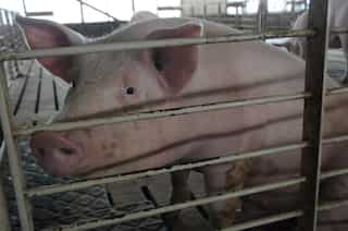 Why swine fever in China is likely caused by illicit vaccines