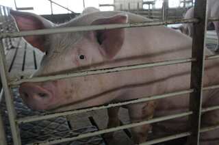 South Korea culls 1,500 pigs after new cases of African swine fever