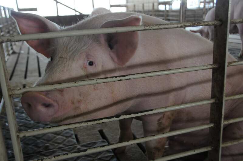'Hog hotel': 10,000 pigs kept in high-security building in China to keep out swine flu, other viruses