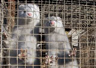Thousands of mink dead from COVID-19 outbreaks in US