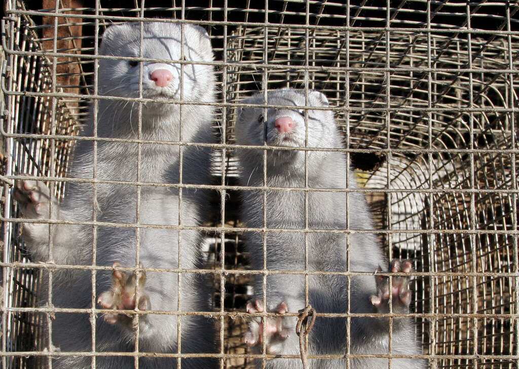 Coronavirus kills 15,000 mink in US, as Denmark prepares for nationwide cull