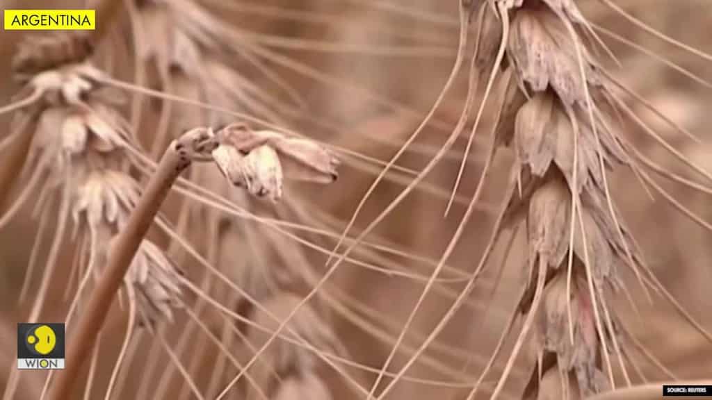 Argentina first country to approve GMO wheat