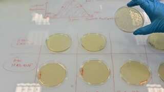 Michelangelo's chapel in Florence restored with help from bacteria