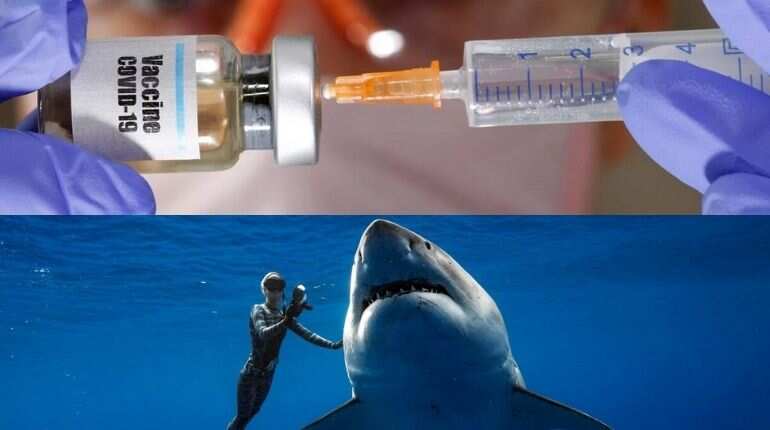 Coronavirus vaccine makers are not mass-slaughtering sharks Coronavirus vaccine makers are not mass-slaughtering sharks