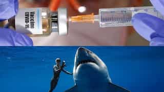 Coronavirus vaccine makers are not mass-slaughtering sharks