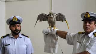 Pakistan foils attempt to smuggle endangered falcons