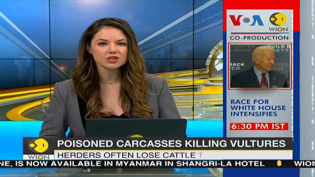 Poisoned carcasses killing off Kenya's vultures