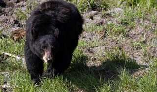 26-year-old woman dies after a rare attack by black bear in Canada 