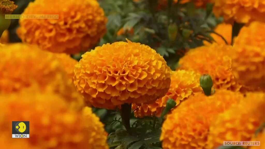 Mexico's Day of the Dead flower growers wither as coronavirus stems