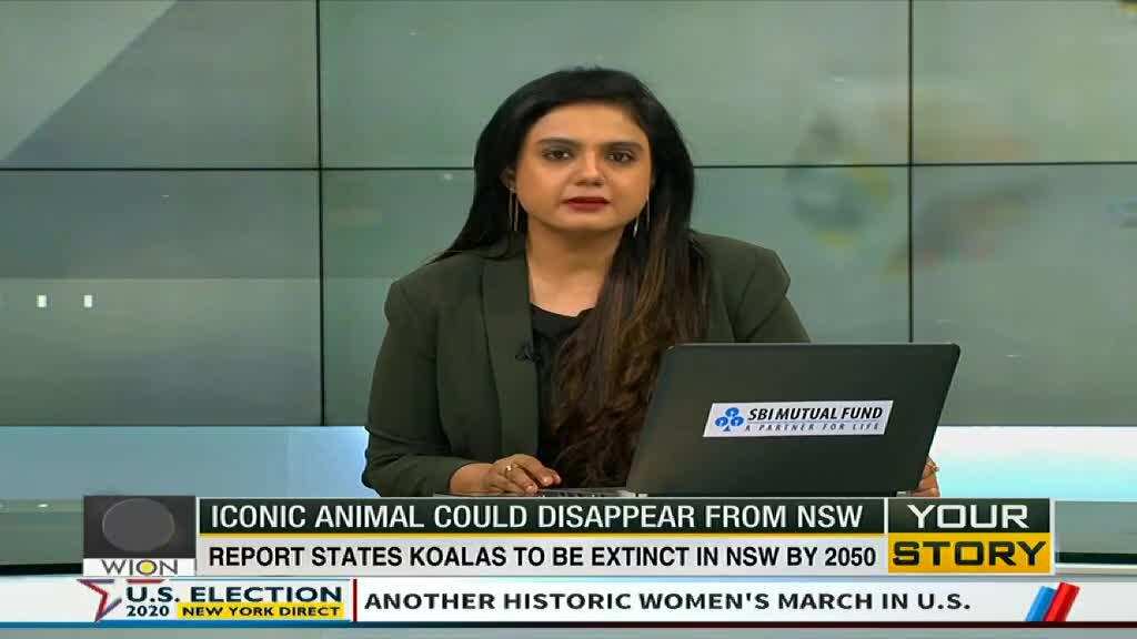 Your Story: Report states Koalas to be extinct in NSW by 2050