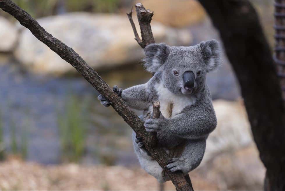 Study: More than 35,000 of animals & 10% of Koalas to face extinction in New South Wales, Australia