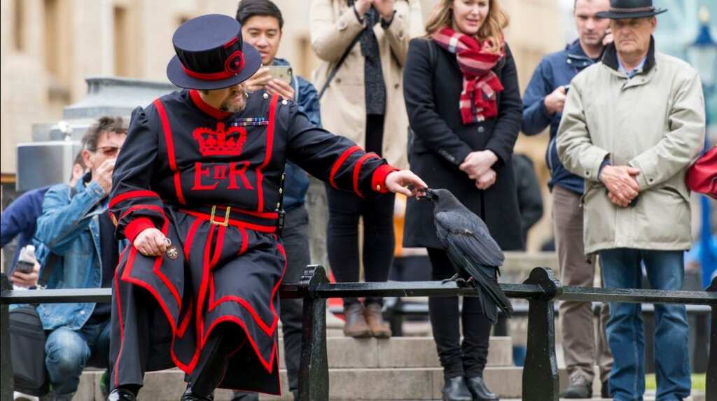Meet the Ravenmaster of the tower of London, faces new challenges during pandemic