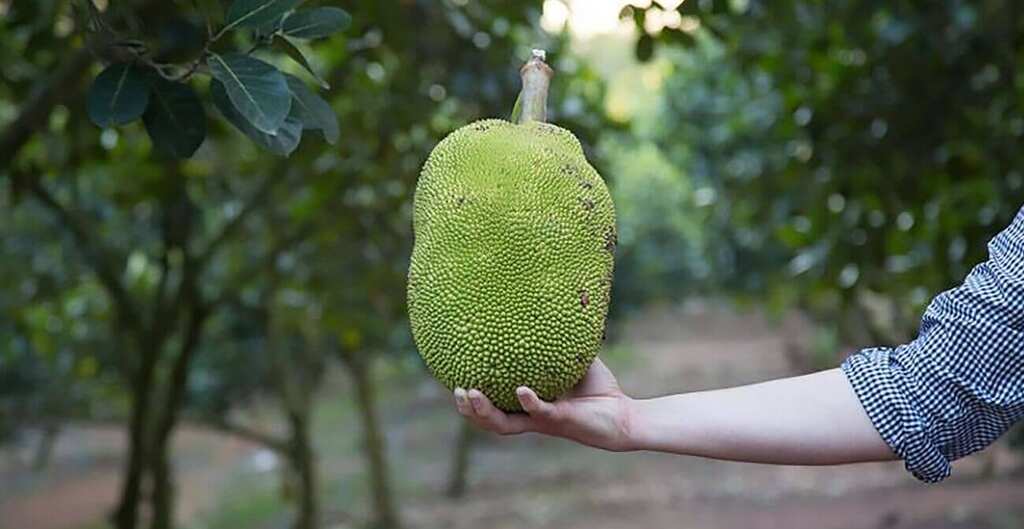 Jackfruit: Sri Lanka's ticket to avoid starvation