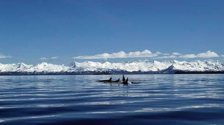 Scientists warn of a mega-tsunami along Alaskan coast as early as 12 months Scientists warn of a mega-tsunami along Alaskan coast as early as 12 months