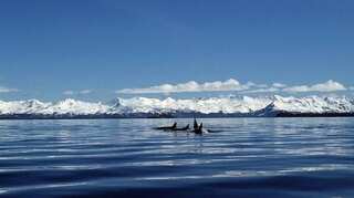 Scientists warn of a mega-tsunami along Alaskan coast as early as 12 months