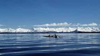 Scientists warn of a mega-tsunami along Alaskan coast as early as 12 months