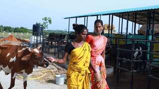 'I feel I belong': India's first trans-run dairy farm brings jobs and respect
