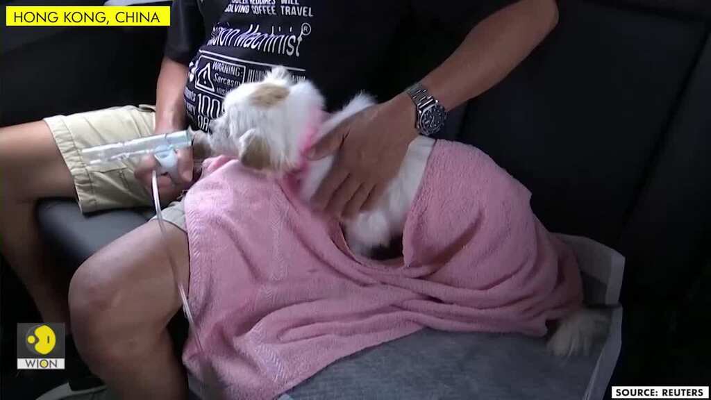 Hong Kong pet ambulance service aims to rescue four-legged friends