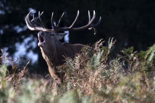 Now, Japanese man in Nara develops 'edible' plastic bag to save deer population Now, Japanese man in Nara develops 'edible' plastic bag to save deer population