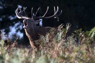 Now, Japanese man in Nara develops 'edible' plastic bag to save deer population