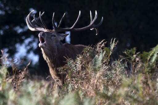 Now, Japanese man in Nara develops 'edible' plastic bag to save deer population