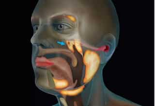 Doctors find new organ in throat 1.5 inches in length