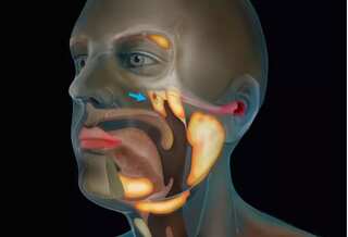 Doctors find new organ in throat 1.5 inches in length