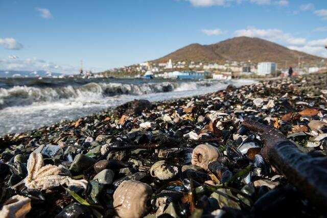 Russia says algae killed marine life off far eastern coast Russia says algae killed marine life off far eastern coast