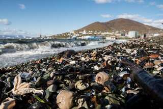 Russia says algae killed marine life off far eastern coast