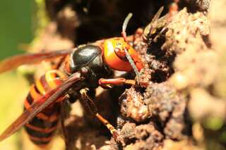 'Murder hornet' nest found in Washington said to be the first in US