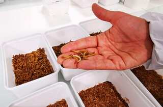 French startup Ynsect to build world's biggest bug farm